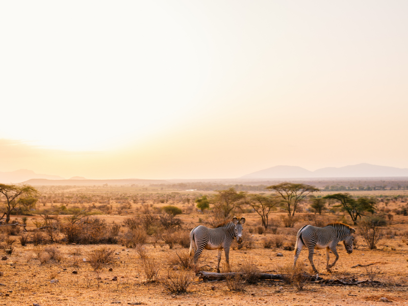The Best of Kenya — 8